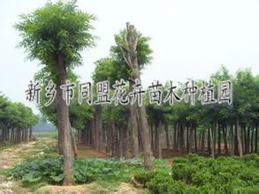供應河南新鄉(xiāng)綠化苗木 園林綠化工程 同盟花卉綠化公司