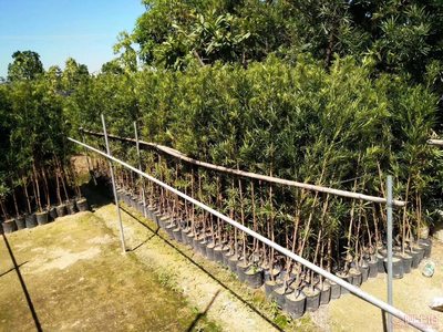 【羅漢松培養基地、羅漢松小苗直銷、質優價廉】綠化苗木,價格,廠家,供應商,花木,龍海市東泗興輝園藝場 - 產品庫
