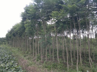 福建綠化苗木批發(fā)/漳州藍花楹批發(fā)|一淘網優(yōu)惠購|購就省錢