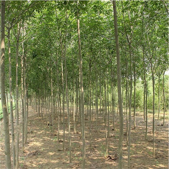 自產綠化苗木 白蠟基地 現場起苗 庭院室外種植樹 白蠟苗 速生白蠟樹苗圖片_高清圖_細節(jié)圖-肥城市富順家庭農場