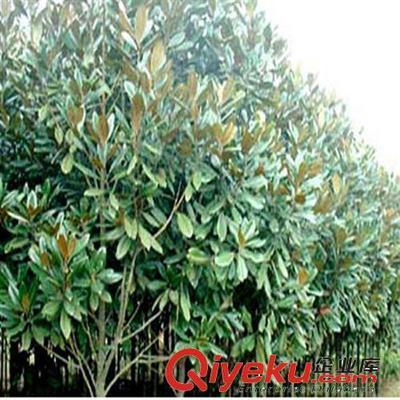 供應花卉綠化工程苗 廣玉蘭小苗批發(fā) 2-3-5-8-10公分-沭陽縣萬花軒苗圃提供供應花卉綠化工程苗 廣玉蘭小苗批發(fā) 2-3-5-8-10公分的相關介紹、產(chǎn)品、服務、圖片、價格沭陽縣萬花軒苗圃、綠化苗木;果樹;盆景;種子;承接綠化工程