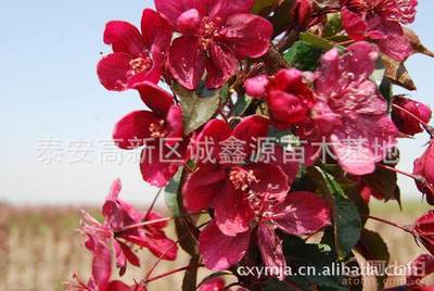 【批發(fā)西府海棠小苗北美海棠苗廠家直銷北美海棠綠化苗木】泰安高新區(qū)誠鑫源苗木基地 - 產品庫