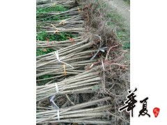 七葉樹裝車苗 供應產品 城固縣鑫盟苗木專業(yè)合作社