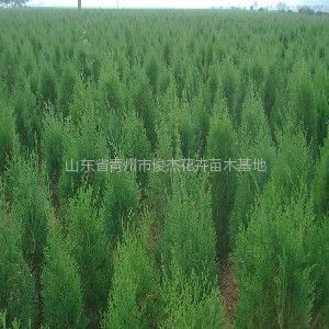 保定榆樹苗木基地、保定榆樹苗木批發、榆樹苗木價格-常青苗木--產品大全--E路網