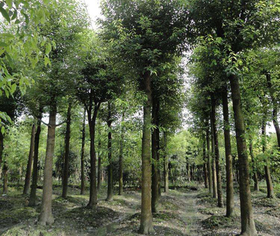 香樟樹(shù)種植前景如何?香樟樹(shù)種植效益分析