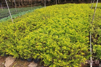 【黃金葉種植基地、基地直銷、質優價廉】綠化苗木,價格,廠家,供應商,花木,龍海市東泗興輝園藝場 - 產品庫