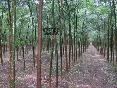 耐寒苗木、北欒、垂柳、旱柳、國槐圖片