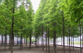 江西水杉種苗 江西水杉種苗價格 江西水杉種苗批發 九江水杉苗木