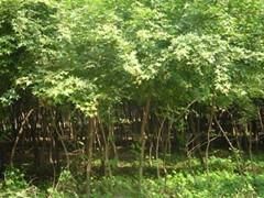 天津五角楓供應與價格指南 綠源苗木專業(yè)批發(fā)