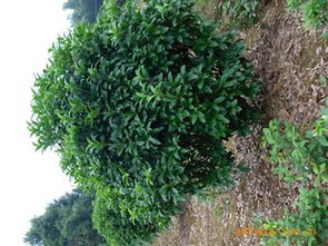 盡覽湖南優(yōu)質(zhì)八月桂球 瀏陽(yáng)市柏加炎輝苗圃為您提供專業(yè)綠化苗木