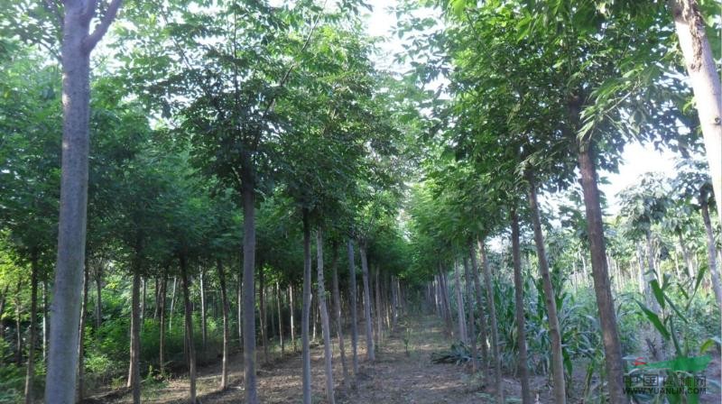 河南黃山欒樹(shù)種植基地 專業(yè)批發(fā)與價(jià)格指南