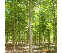 軒都苗木基地直銷優(yōu)質(zhì)馬褂木（鵝掌楸）樹(shù)苗，量大優(yōu)惠，綠化優(yōu)選