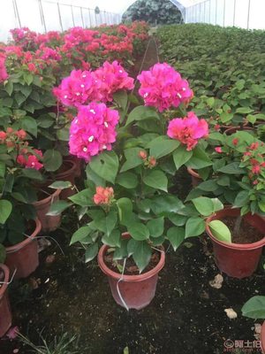 龍海市東泗興輝園藝場 專業三角梅種植基地，品質苗木常年供應